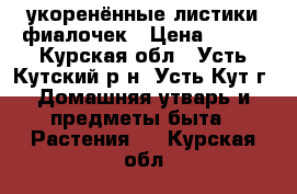 укоренённые листики фиалочек › Цена ­ 100 - Курская обл., Усть-Кутский р-н, Усть-Кут г. Домашняя утварь и предметы быта » Растения   . Курская обл.